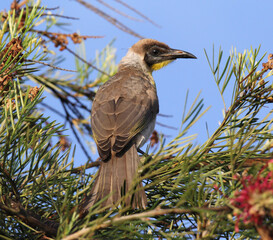 Juvenile little friarbird sitting in a grevillea tree