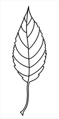 Isolated vector black line illustration of a leaf. Autumn, nature, trees, good for colorbooks.