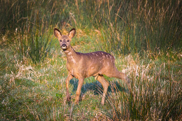 roe deer  standing in the grass meadow 