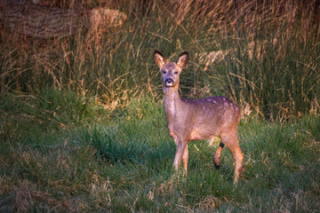 roe deer  standing in the grass meadow 