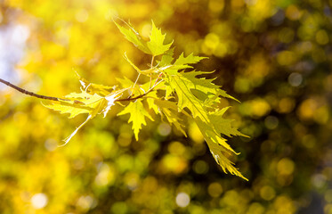 Autumn background-yellow maple leaves in the city Park
