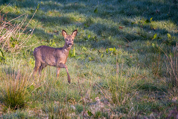 roe deer  standing in the grass meadow 