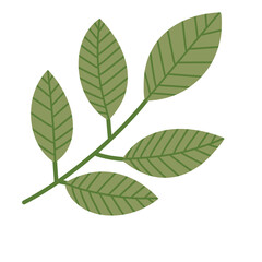Textured hand drawn png illustration of brunch and leaves. Leaves with veins isolated on white background. 