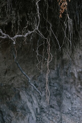 Tree roots