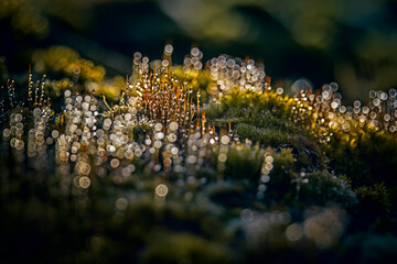 moss close up with rain drop