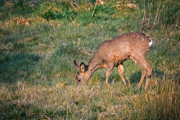 roe deer  feeding on the grass meadow 