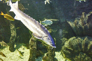 sturgeon floating in the water at the river bottom