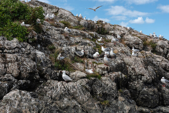 Nesting colony of red-billed gulls on a rocky island in Tawharanui Regional Park, Auckland, New Zealand.