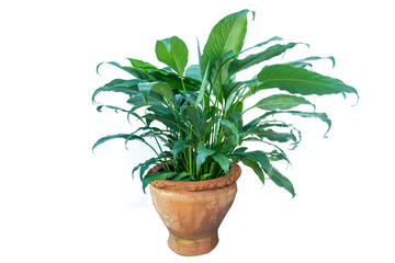 Flower pot and Green tree decoration isolated on white background.