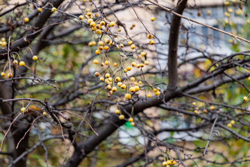 Ripe wild apples on a tree