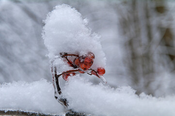 Frozen hawryshift berries covered with snow