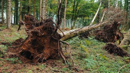 Tree fallen in the mountains due to disease, uprooted roots