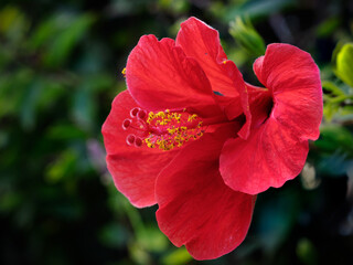 Hibiscus - Hibiskus © Ralf Kaiser