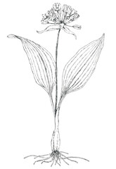 Wild garlic plant (Allium ursinum) botanical drawing. Ink on paper.