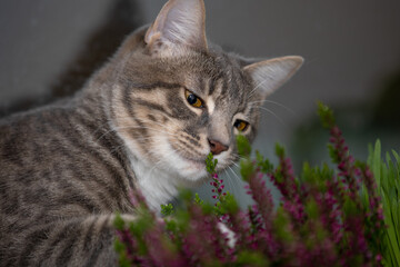 Tabby cat posing for a portrait 6