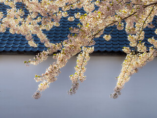 Cherry blossoms and Japanese style house