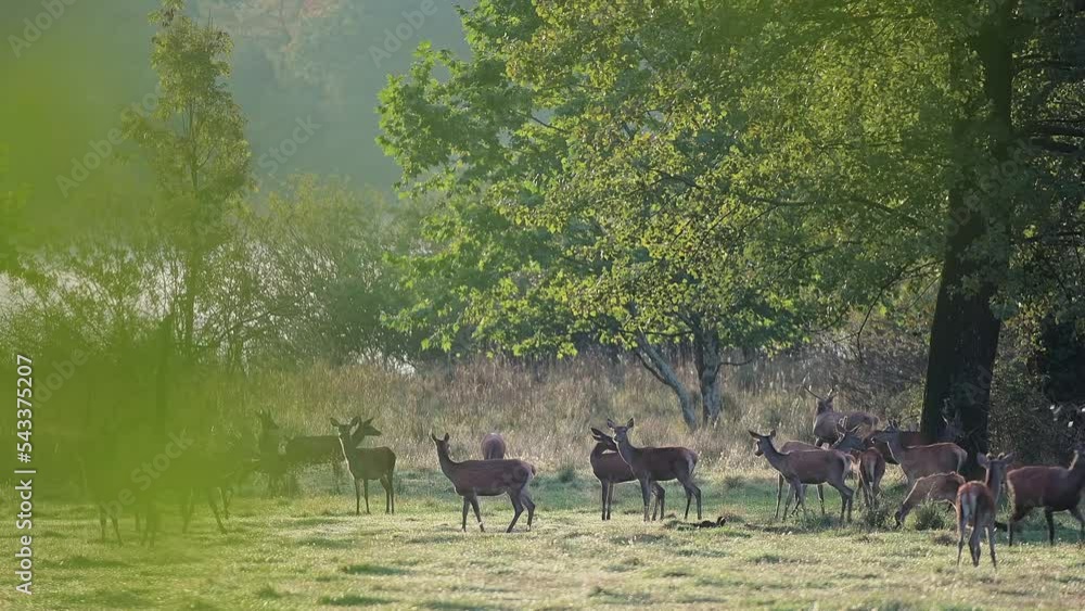 Wall mural Herd of deer at morning in the rutting season (Cervus elaphus)