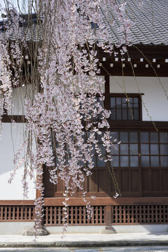 Weeping cherry blossoms in full bloom at Taiunji Temple