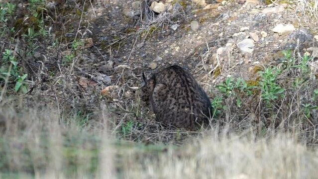 Iberian lynx in the wild eating then turns around and is seen in full body in Leon, Spain