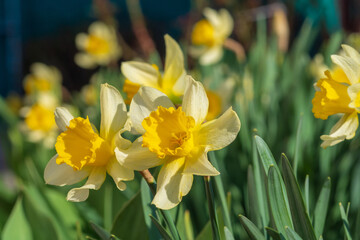 Obraz premium Blooming flower buds of daffodils in the flower garden in spring