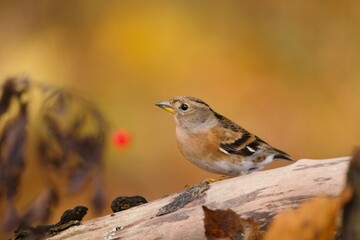 Autumn scene with a brambling. Mountain finch sitting on the branch. Fringilla montifringilla
