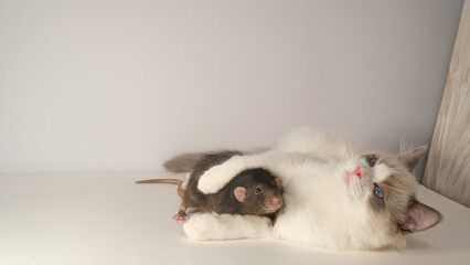 Cute  white fluffy cat and black cat. Ragdoll kitten.