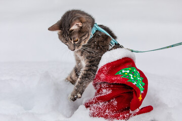 Cat in christmas sweater playing in snow