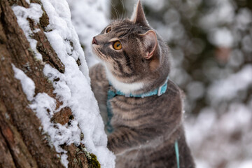 Tabby cat climbing a tree in snow 4