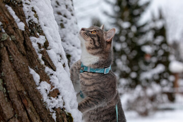 Tabby cat climbing a tree in snow 3
