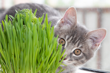 Tabby cat playing with grass 4