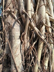 Forest Tapestry: A rich tapestry of nature emerges, showcasing tree bark, towering trunks, and intricate roots, woven amidst the vibrant hues of autumn leaves