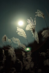 silver grass shining in the sun