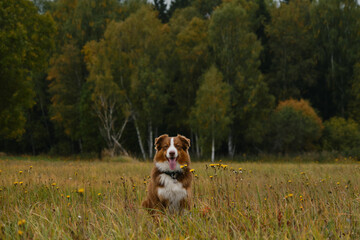 Happy aussie dog in field of dandelions. Concept of pets unity with nature. Brown Australian Shepherd sits against background of autumn mixed golden green forest and smiles.