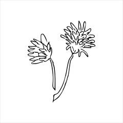 Hand draw plant Two Burdocks Outline Vector illustration on white background