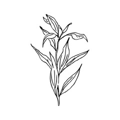 Hand draw wild plant Outline Vector illustration on white background
