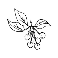 Hand draw plant Cherry branch Outline Vector illustration on white background