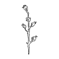 Hand draw plant Rose hip Outline Vector illustration on white background