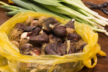 pruning tulip bulbs,tubers with secateurs close-up