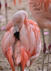 Flamant rose