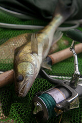 Freshwater zander and fishing rod with reel on keepnet with fishery catch in it..