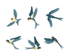 Swallow or Martin Passerine Bird with Long Tail and Pointed Wings Vector Set