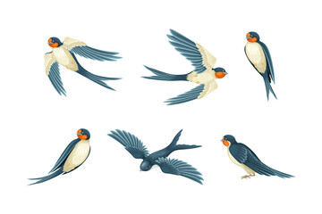 Swallow or Martin Passerine Bird with Long Tail and Pointed Wings Vector Set - obrazy, fototapety, plakaty