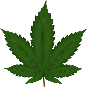 Green Marijuana Leaf On Pink Background by Cameron Zegers