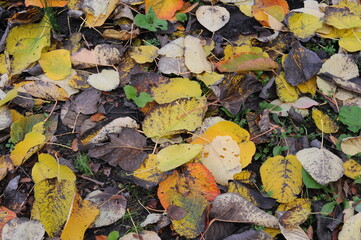 Colorful autumn leaves during foliage in a park and garden during Polish Golden Autumn season in Poland, Europe