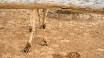 camel toe - Powered by Adobe