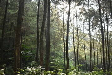 Fototapeta na wymiar Sunshine in the pine forest
