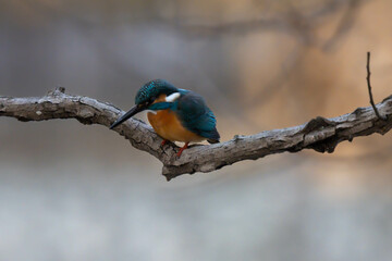 Kingfisher is watching down to find something to eat.
