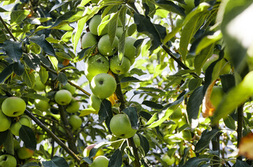 Ripe apples on a tree in a garden. Organic apples hanging from a tree branch in an apple orchard