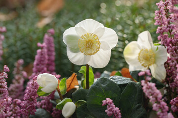 Christmas rose (Helleborus niger) and pink heather.