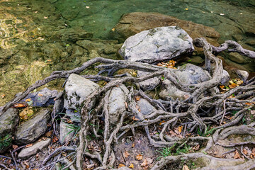 eroded tree roots in the river